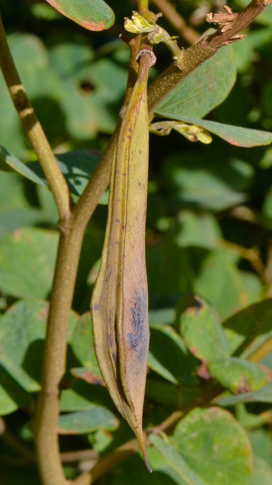 Изображение особи Bauhinia galpinii.