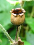 Melandrium dioicum. Зрелая вскрывшаяся коробочка. Украина, Львовская обл., Бориславский горсовет, пгт Сходница, лес. 11.08.2012.