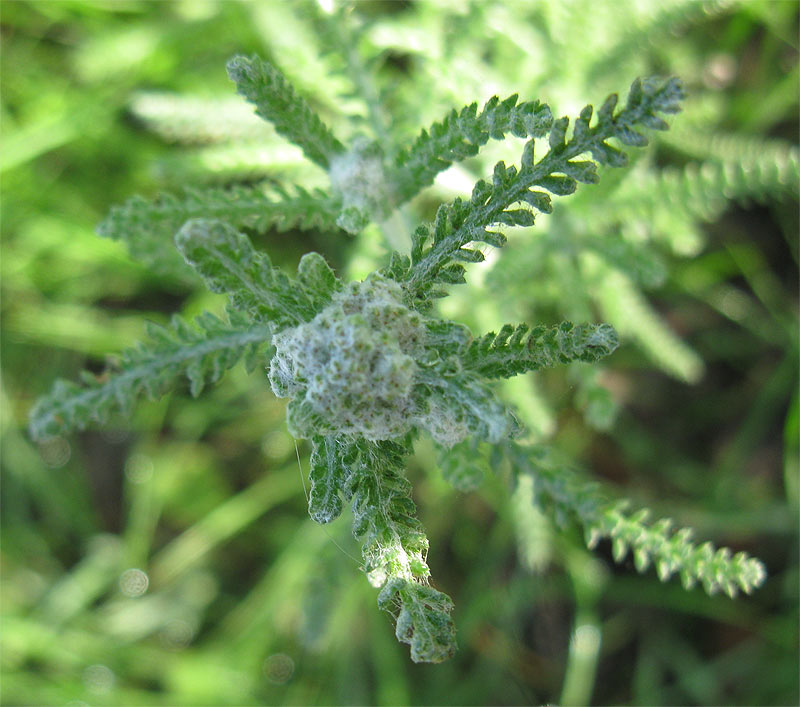 Image of Achillea wilhelmsii specimen.