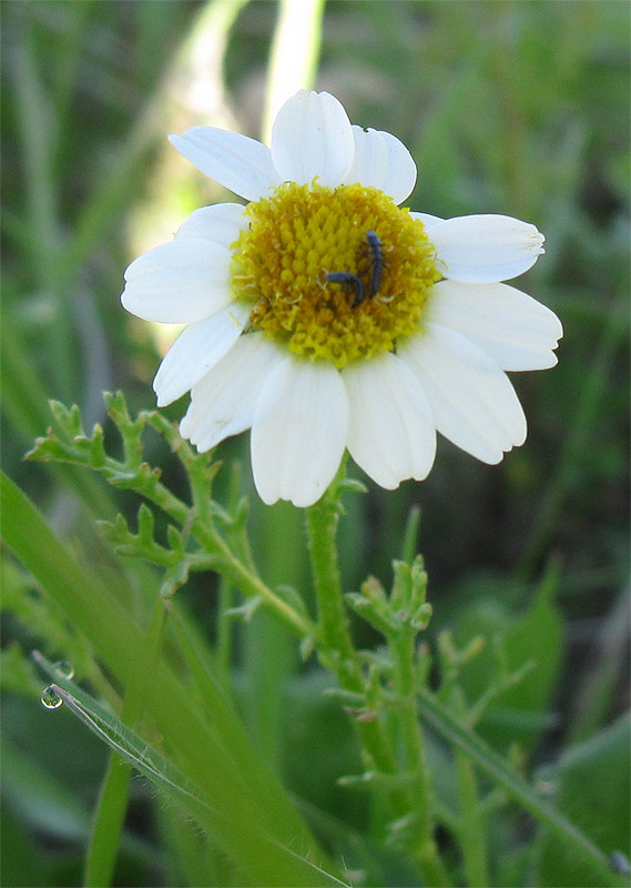 Image of Anthemis pseudocotula specimen.