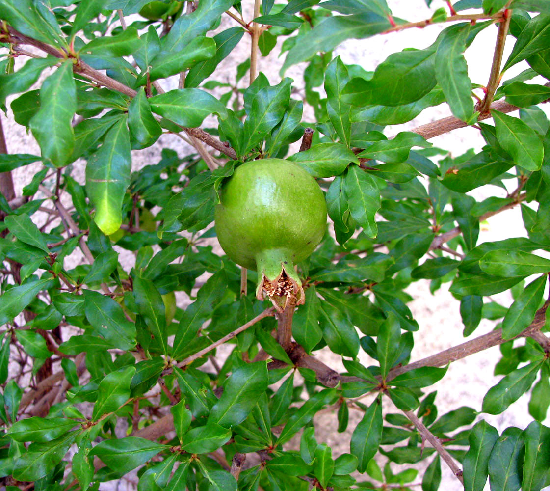 Image of Punica granatum specimen.