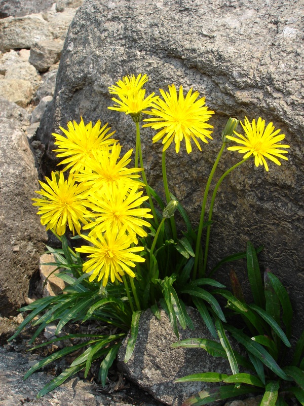 Изображение особи Taraxacum lineare.