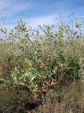 Eryngium campestre