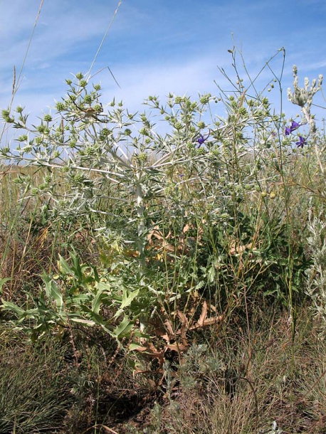 Изображение особи Eryngium campestre.