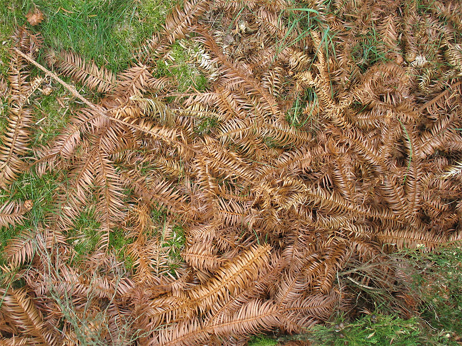 Изображение особи Cunninghamia lanceolata.