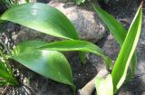 Tulipa saxatilis