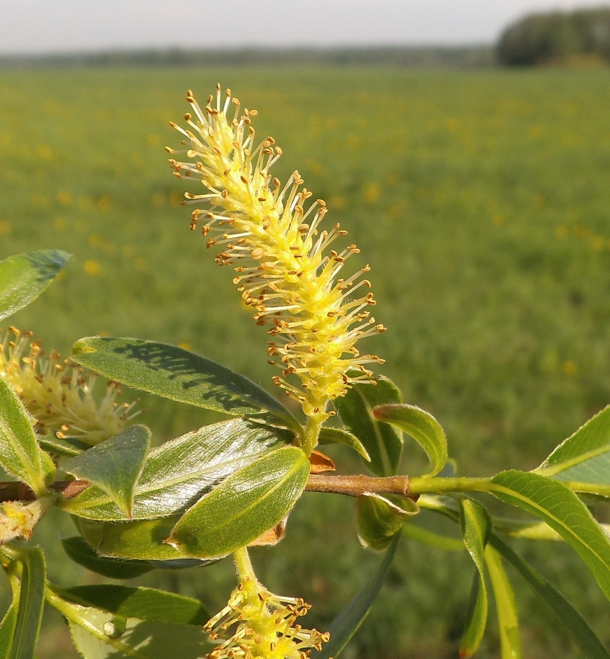 Изображение особи Salix &times; meyeriana.