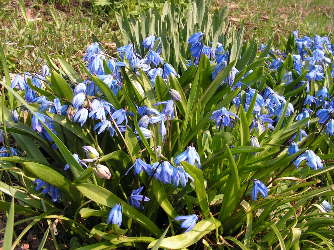 Изображение особи Scilla siberica.