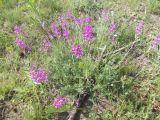 Oxytropis coerulea