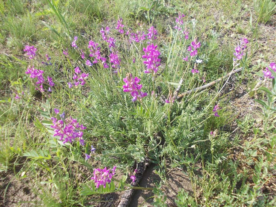 Image of Oxytropis coerulea specimen.