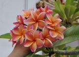 Plumeria rubra