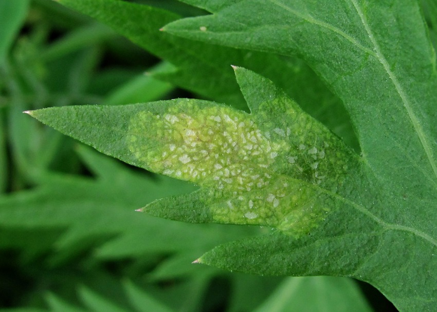 Image of Seseli libanotis specimen.
