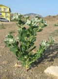 Euphorbia marginata. Цветущее растение. Крым, окр. Феодосии, Курортное, отвал глинистой породы вдоль дороги. 14 августа 2013 г.