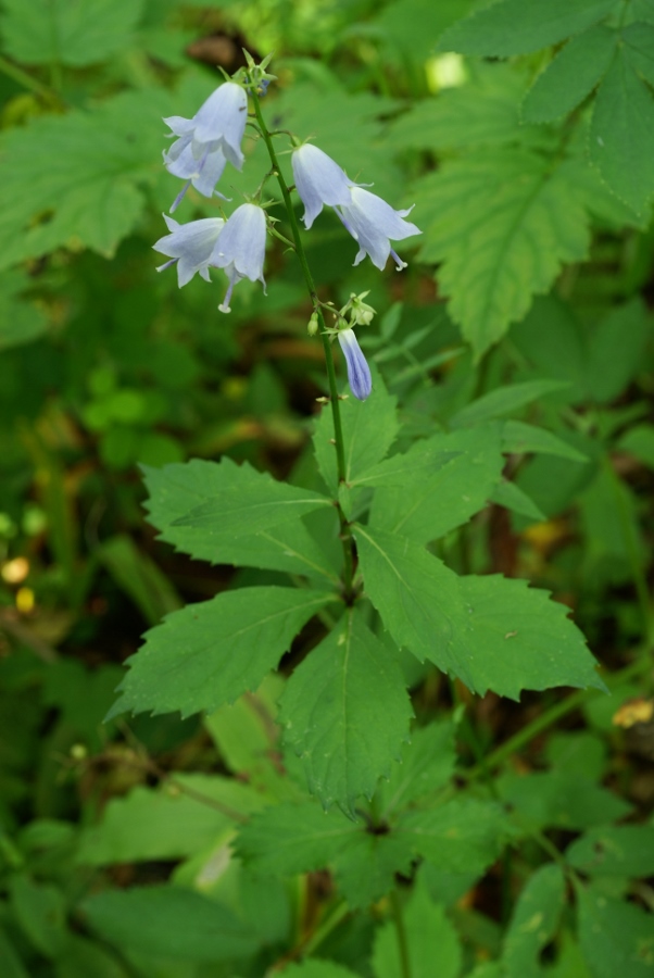 Image of Adenophora pereskiifolia specimen.