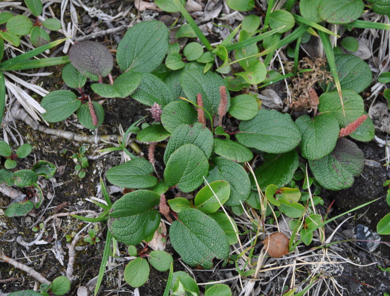 Image of Salix reticulata specimen.