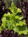 Lactuca sativa