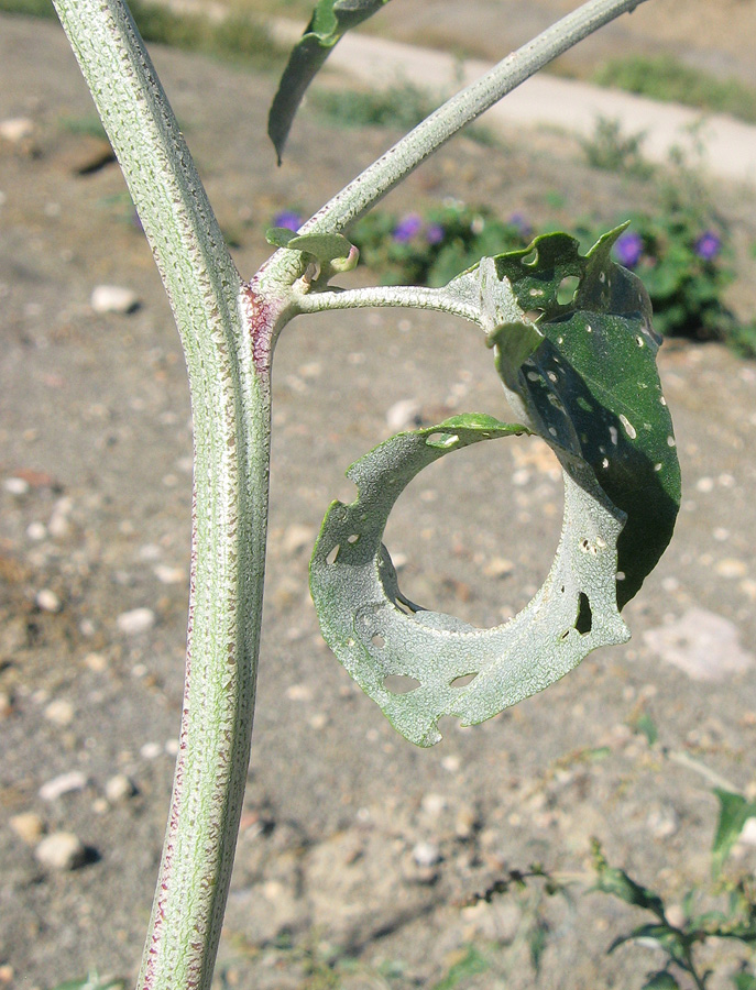 Image of Atriplex aucheri specimen.