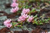 Loiseleuria procumbens. Побег с соцветиями. Кольский п-ов, Хибины, подножие у южного склона массива Кукисвумчорр. 18.06.2013.