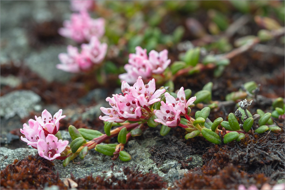 Изображение особи Loiseleuria procumbens.