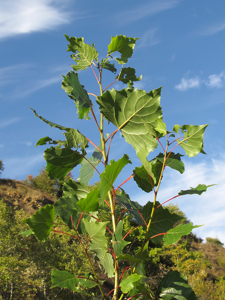 Изображение особи Populus nigra.