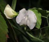 Lathyrus latifolius. Цветок (культивар \"Восхитительный водопад\"). Московская обл., Раменский р-н, окр. дер. Хрипань, садовый участок. 04.09.2013.
