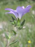 Linum lanuginosum. Цветок. Горный Крым, Чатырдаг. 16 июня 2014 г.