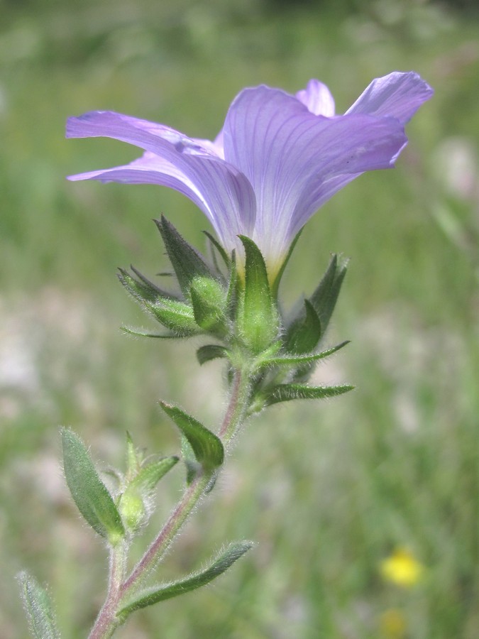 Изображение особи Linum lanuginosum.