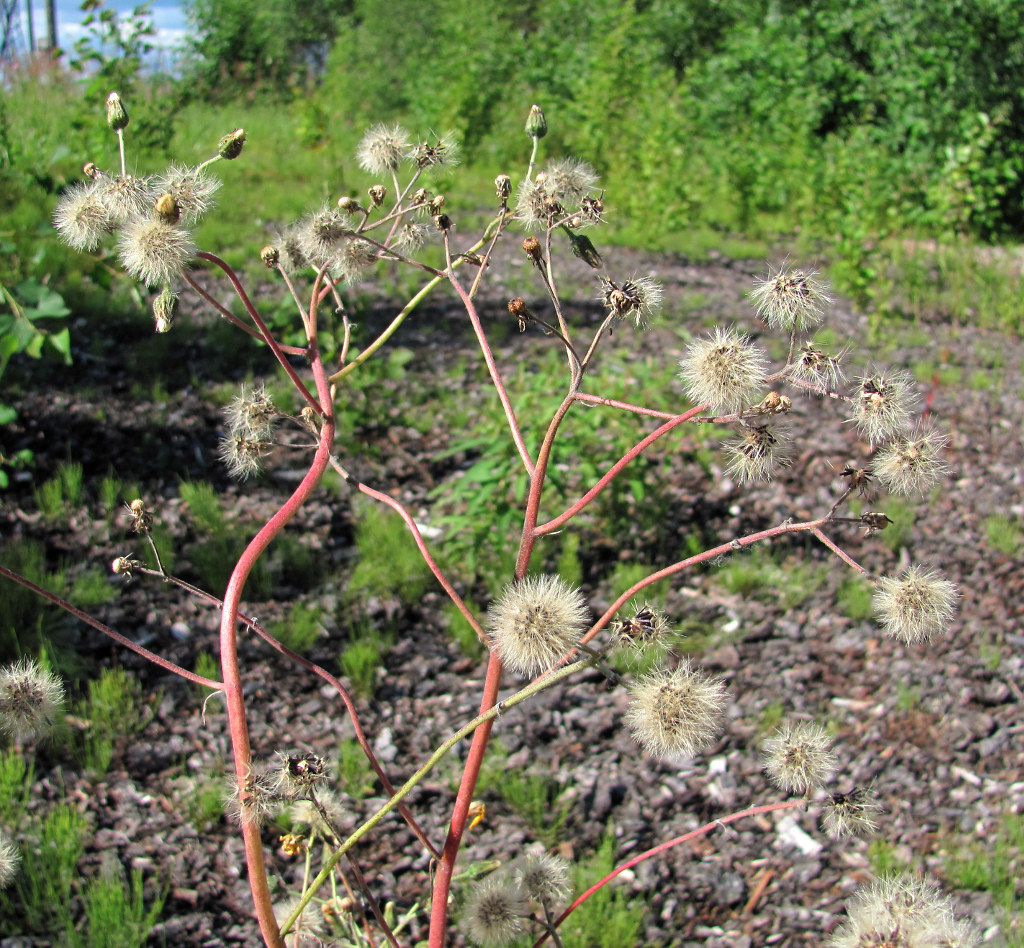 Изображение особи Hieracium vulgatum.