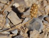 Plantago ovata