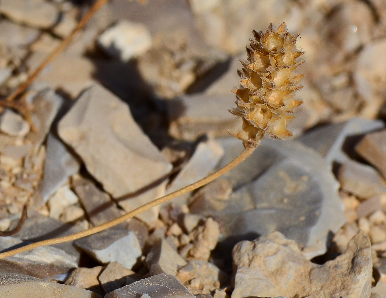 Image of Plantago ovata specimen.