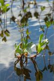 Menyanthes trifoliata. Растение с цветком, бутоном и завязавшимися плодами. Карелия, оз. Топозеро, мелководный залив. 13.06.2013.