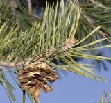 Pinus sylvestris. Побег со вскрывшейся зрелой шишкой. Греция, Пиерия, Олимп (1700 м н.у.м.). 21.21.2013.