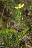 Potentilla orientalis. Цветущее растение. Крым, Арабатская стрелка. 20 июня 2009 г.