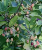 Enkianthus campanulatus. Ветка с соплодиями. Германия, г. Duisburg, Ботанический сад. 20.09.2013.