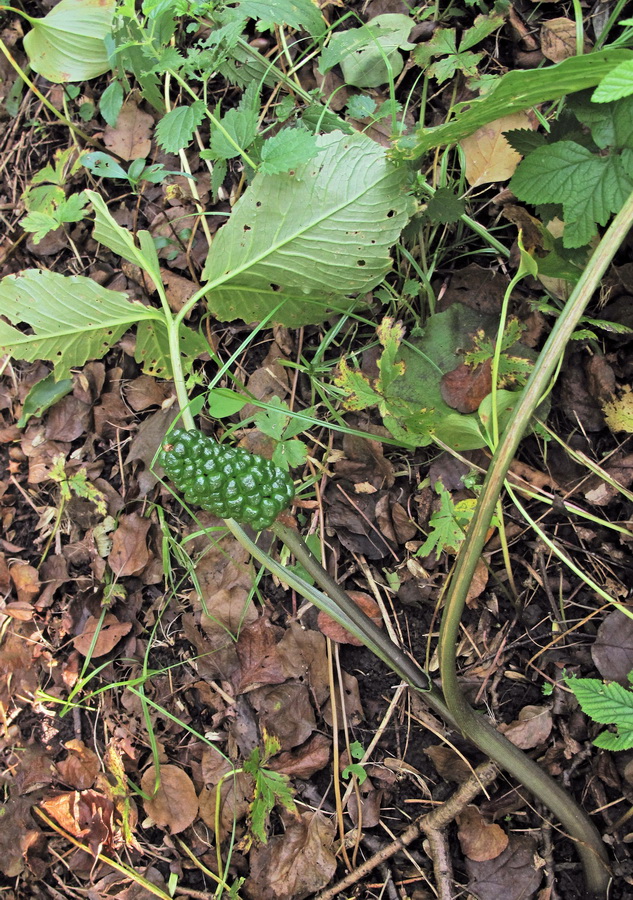 Изображение особи Arisaema robustum.