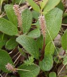 Salix reticulata