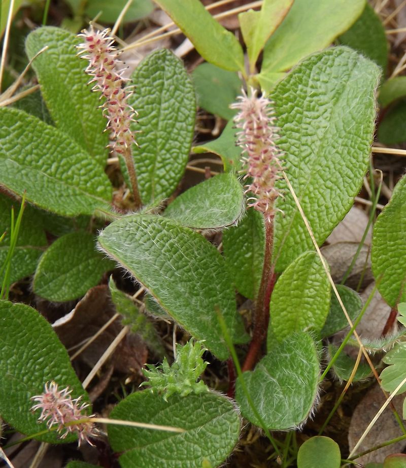 Изображение особи Salix reticulata.