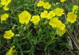 Helianthemum nummularium. Побеги с цветками. Пермский край, Кунгурский р-н, окр. с. Филипповка, северная часть Кунгурской лесостепи, гора Ледяная, южный склон. 14.06.2013.