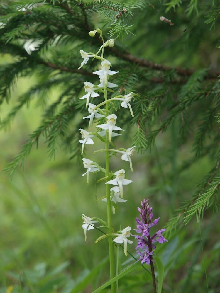 Изображение особи Platanthera chlorantha.