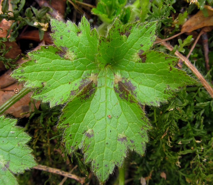 Image of Ranunculus lanuginosus specimen.