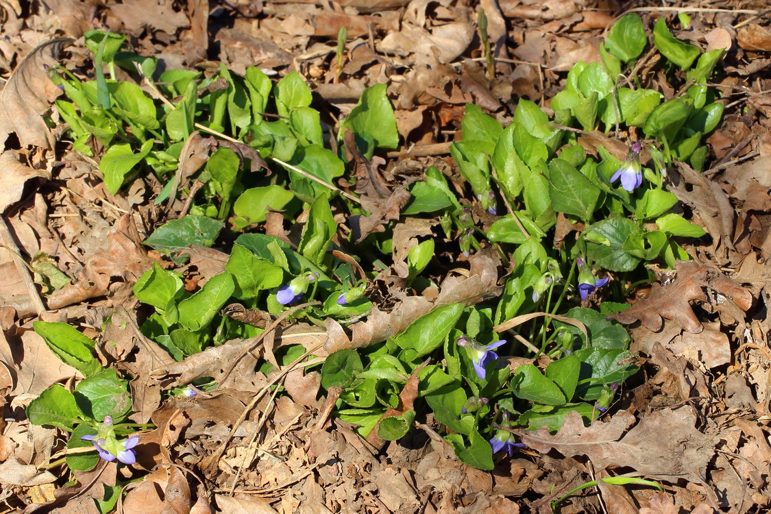 Image of Viola suavis specimen.