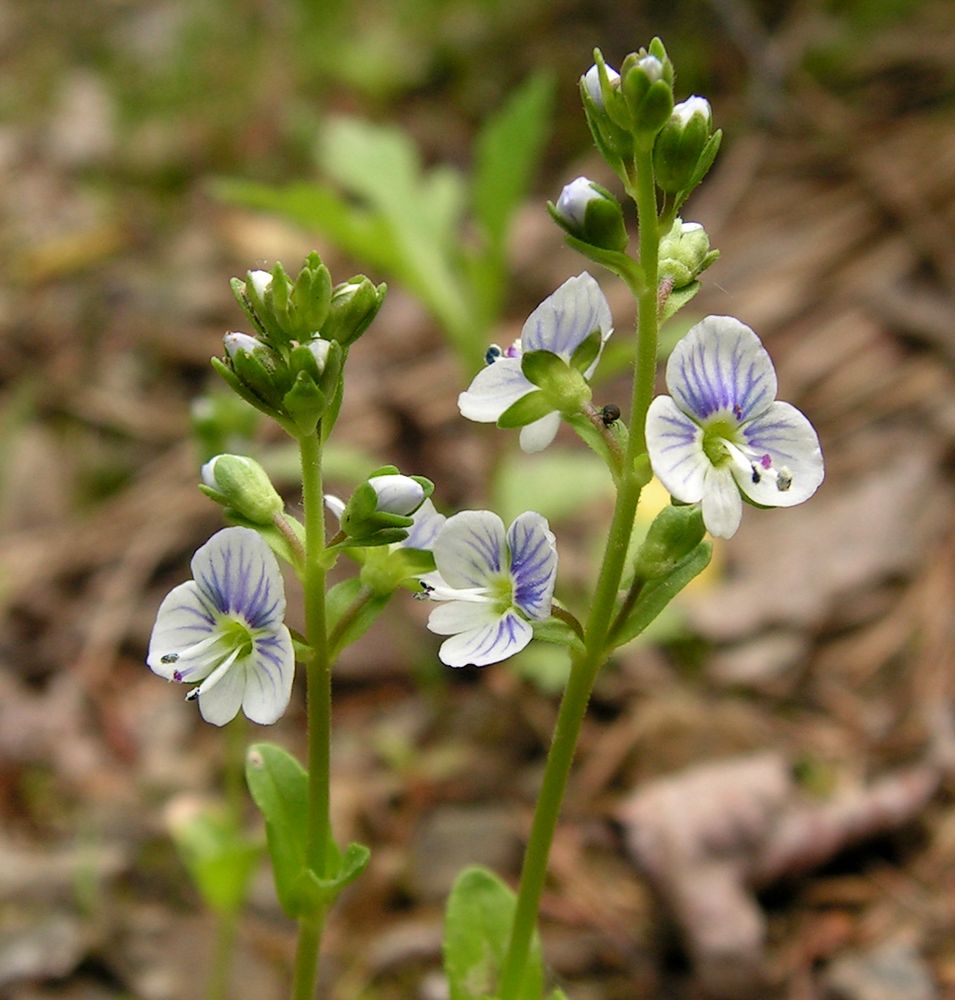 Изображение особи Veronica serpyllifolia.