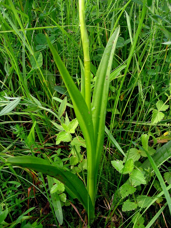 Image of Gymnadenia conopsea specimen.