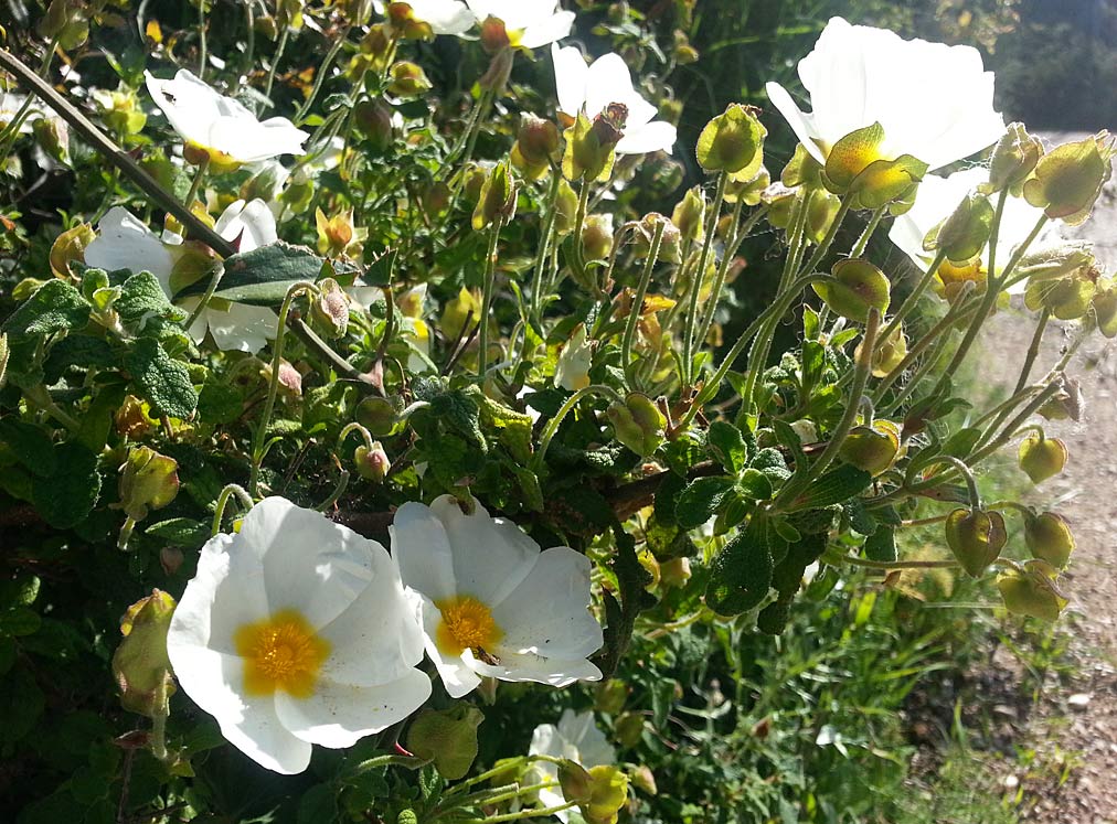 Image of Cistus salviifolius specimen.