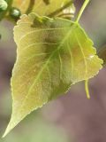 Populus &times; canadensis