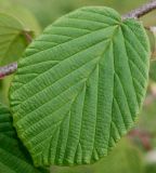 Corylopsis glabrescens. Лист. Германия, г. Дюссельдорф, Ботанический сад университета. 28.04.2014.