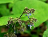 Trachystemon orientalis