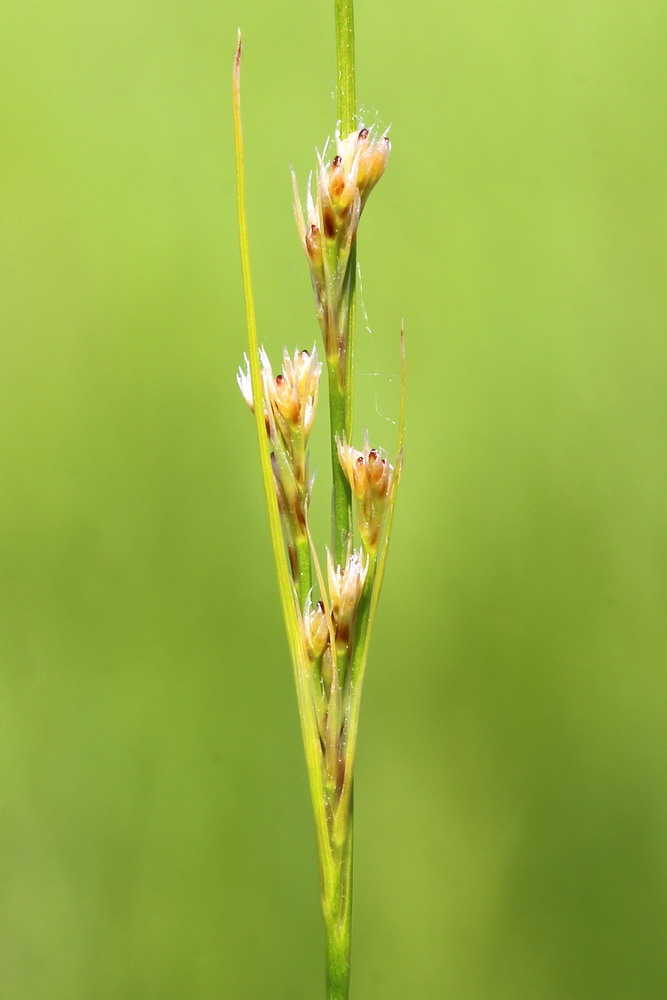 Image of Juncus gerardi specimen.