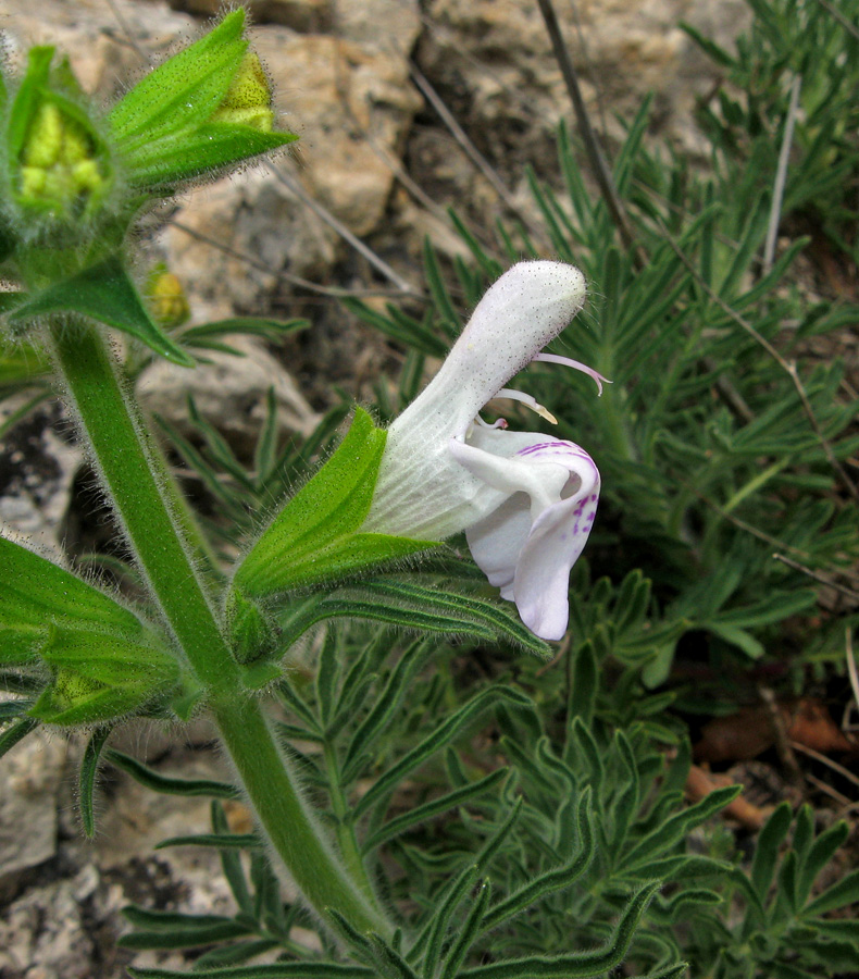 Image of Salvia scabiosifolia specimen.