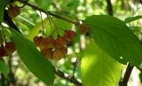 Euonymus europaeus